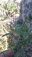 Image of Nidorella foetida (L.) DC.