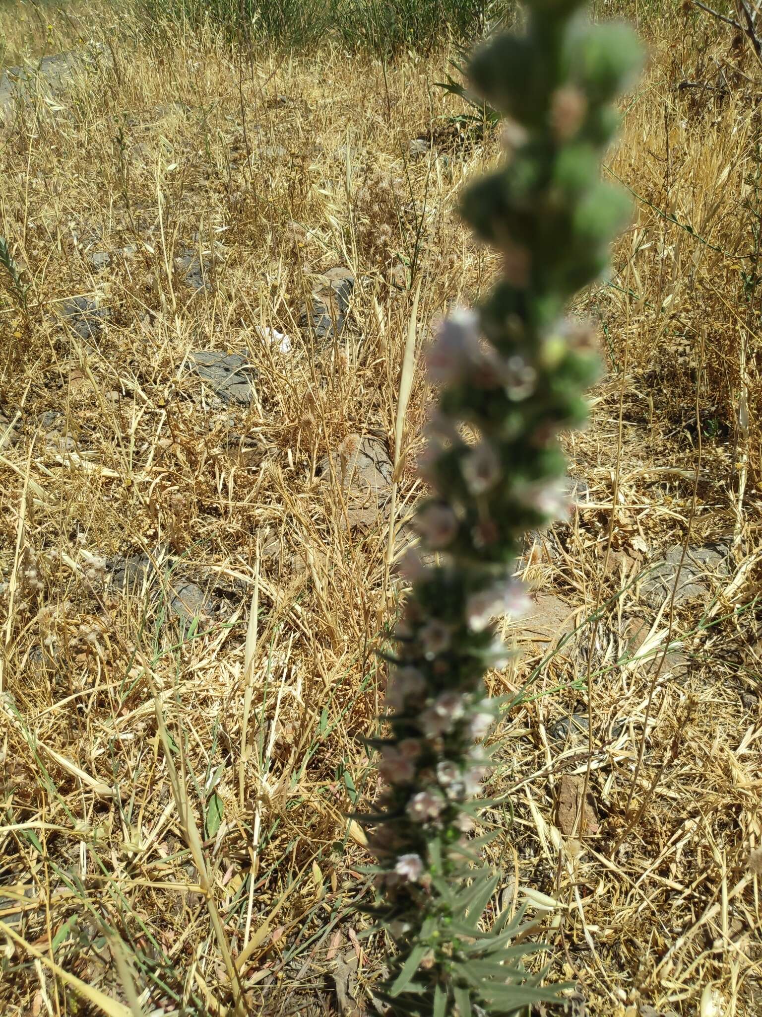 Echium glomeratum Poir.的圖片