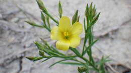 Image of Wyoming flax