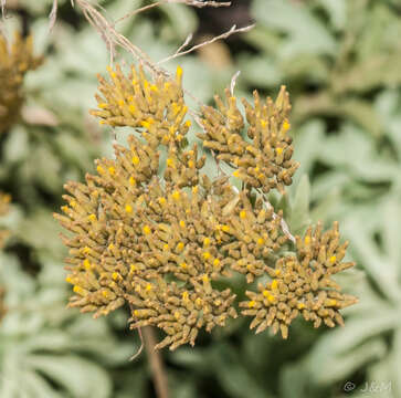 Image of Helichrysum callicomum Harv.