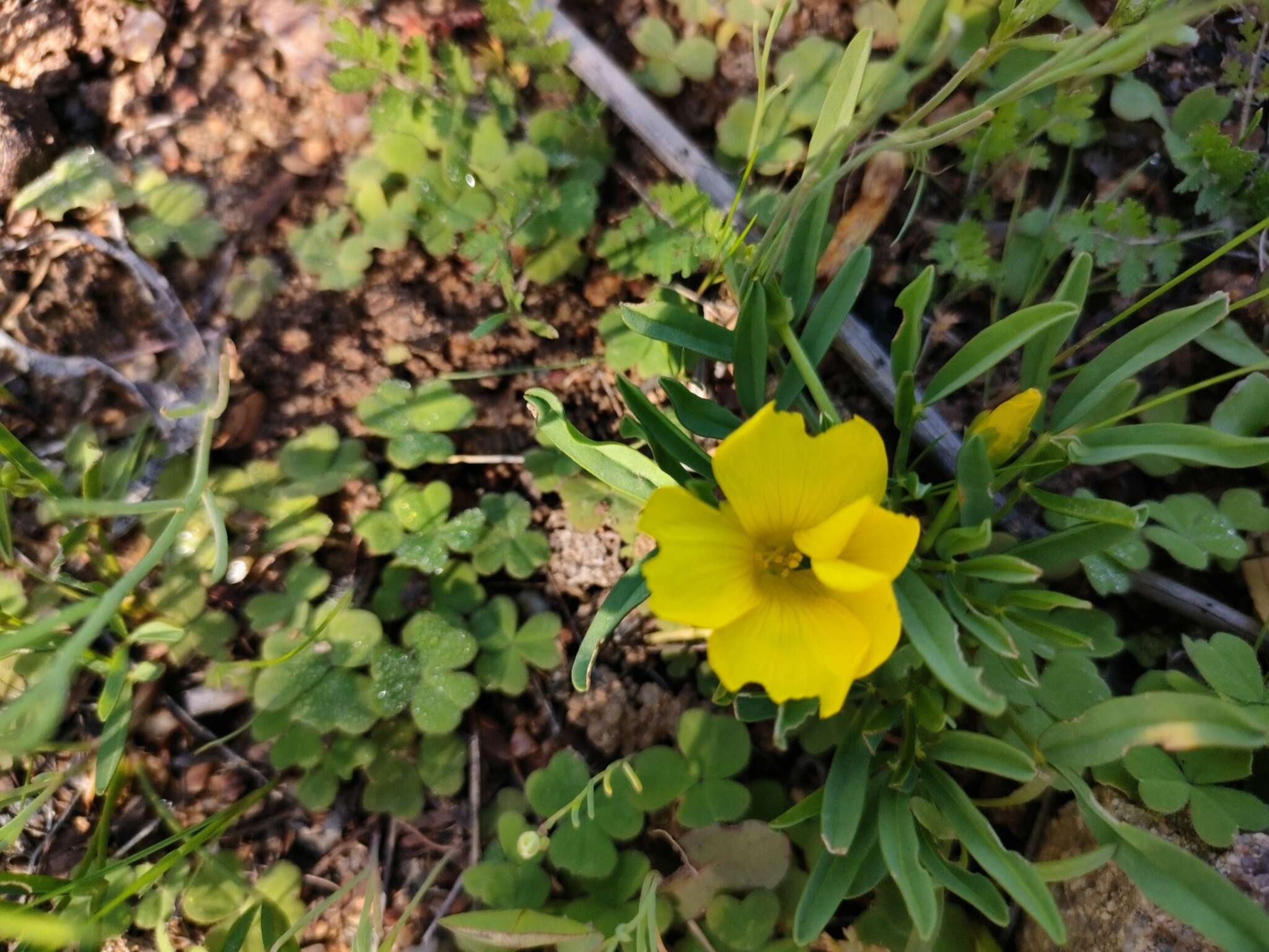 Sivun Oxalis namaquana Sond. kuva