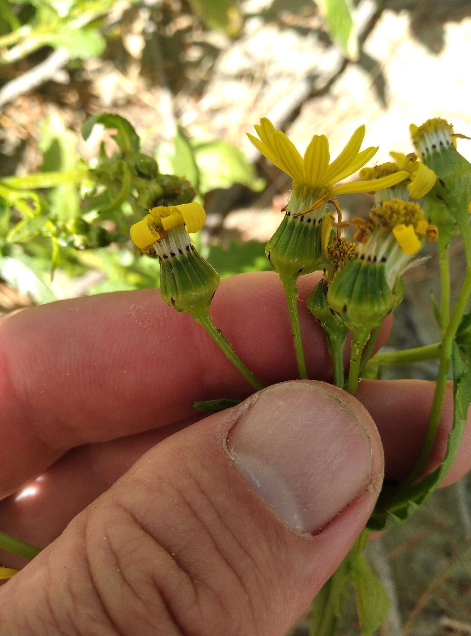 Sivun Senecio matatini subsp. basinudus (Ornduff) Courtney, de Lange & Pelser kuva