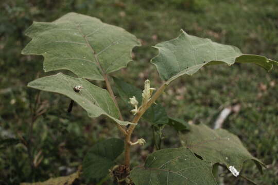 Image of Solanum hirtum Vahl