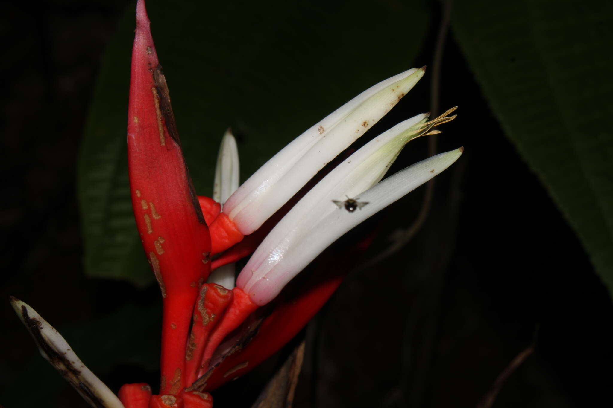 Image of Heliconia angusta Vell.