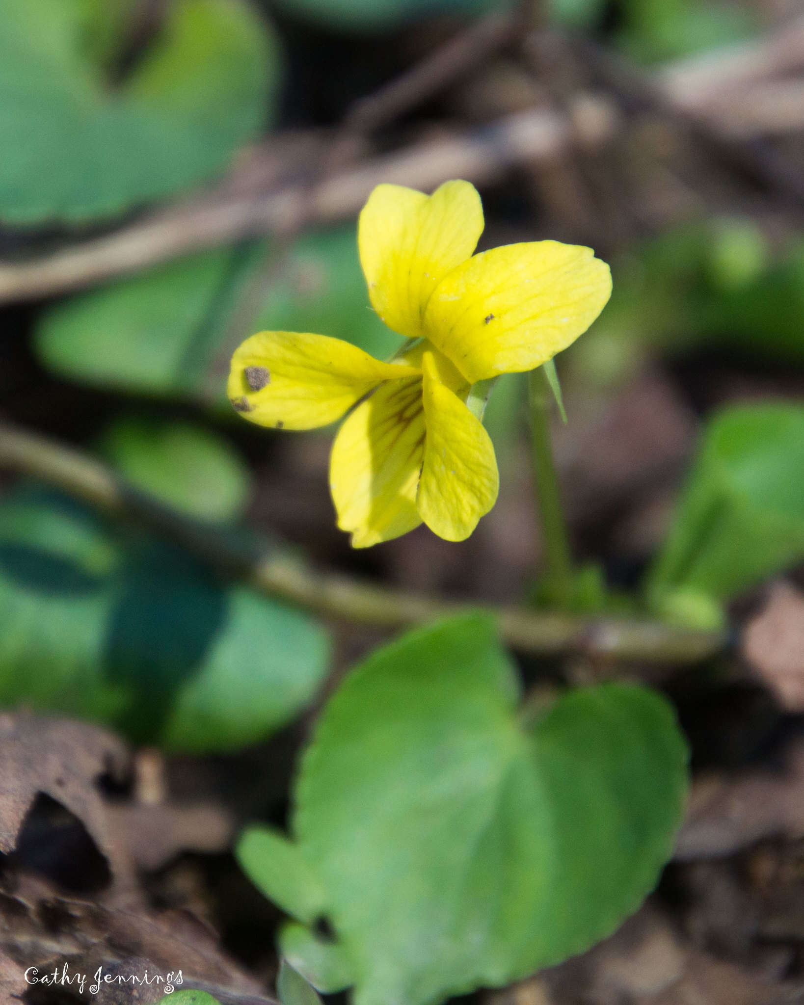 Image of downy yellow violet