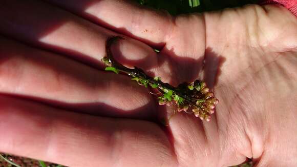 Image of Azolla rubra R. Br.