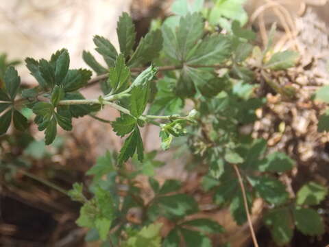 Image of Lachemilla procumbens (Rose) Rydb.