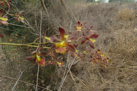 Image of Encyclia hanburyi (Lindl.) Schltr.