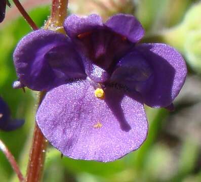 Image of Diascia veronicoides Schltr.