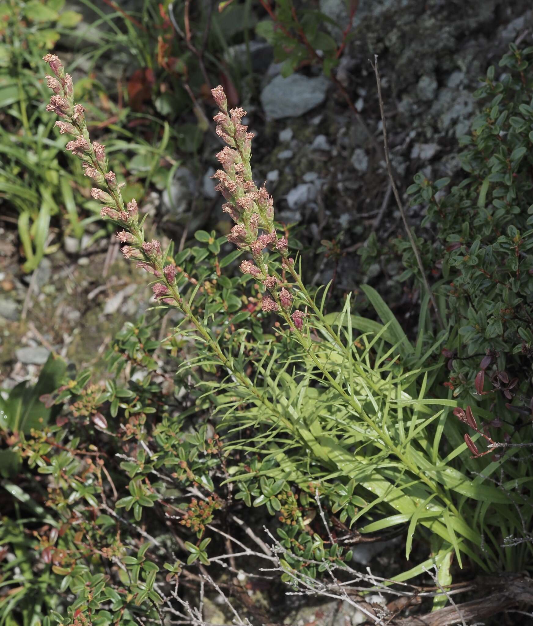 Image of Heller's blazing star