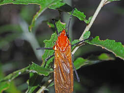 Image of Clytocosmus helmsi Skuse 1890