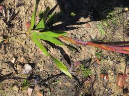 Слика од Watsonia aletroides (Burm. fil.) Ker Gawl.