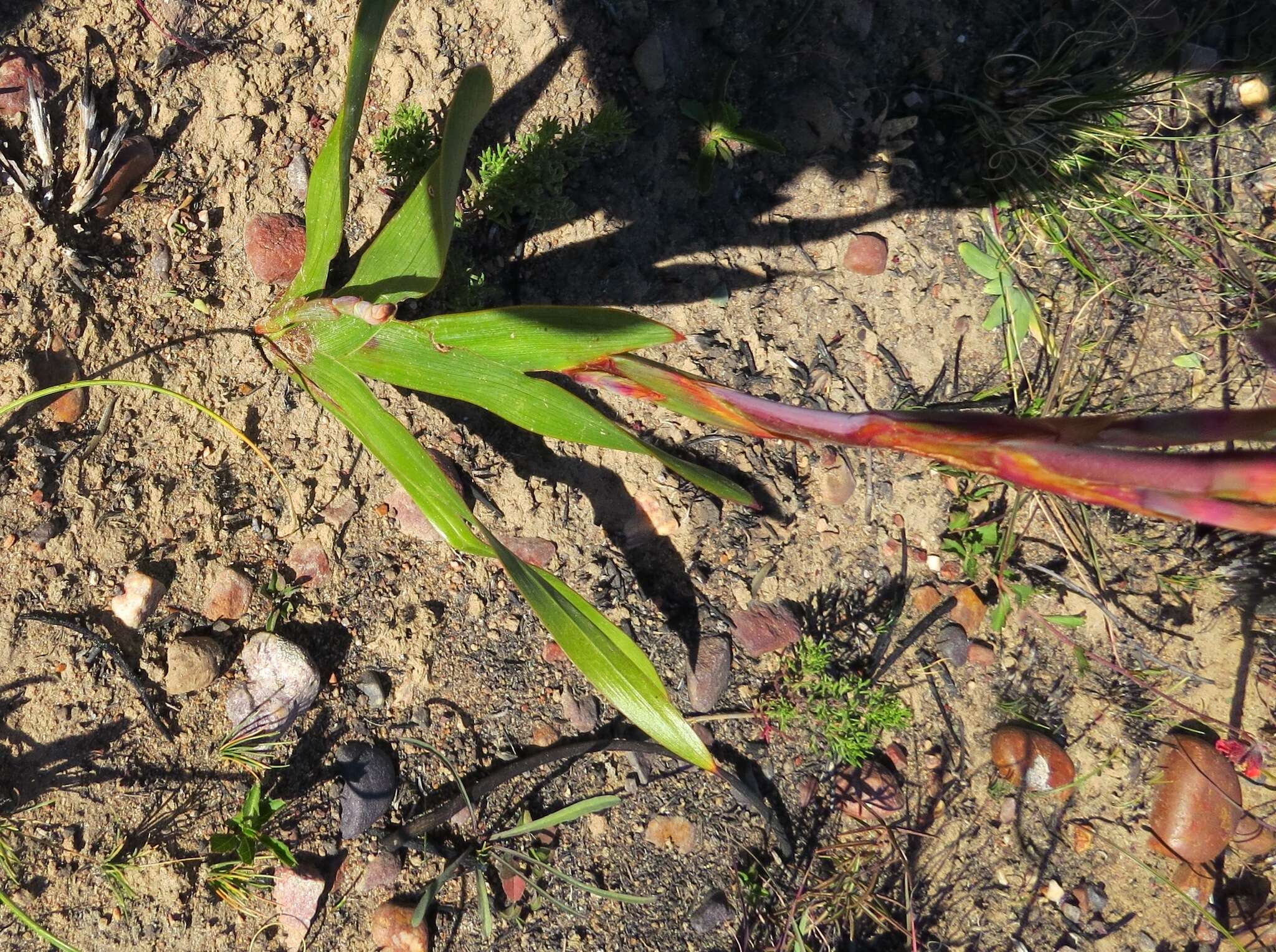 Слика од Watsonia aletroides (Burm. fil.) Ker Gawl.