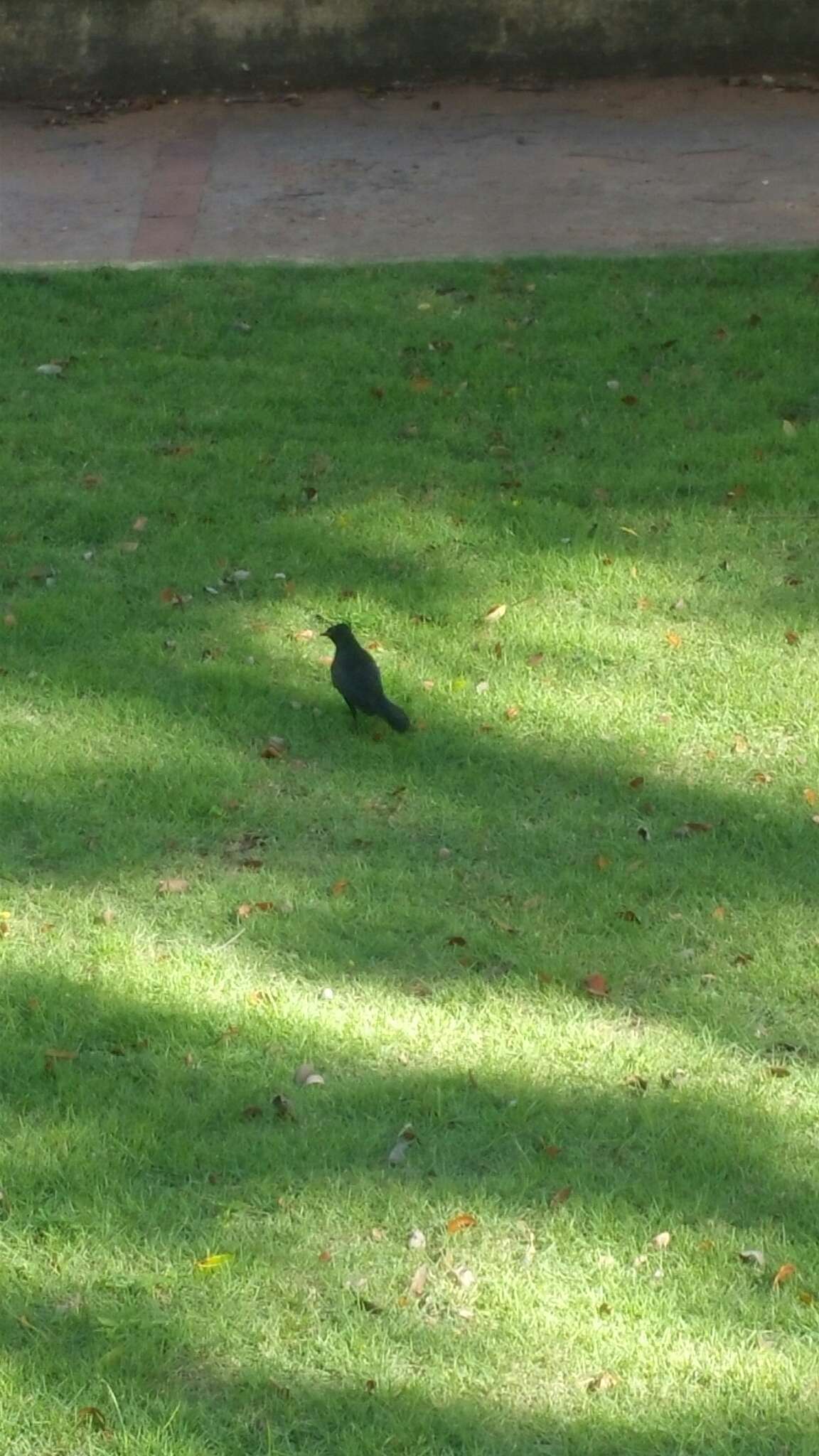 Image of Greater Antillean Grackle