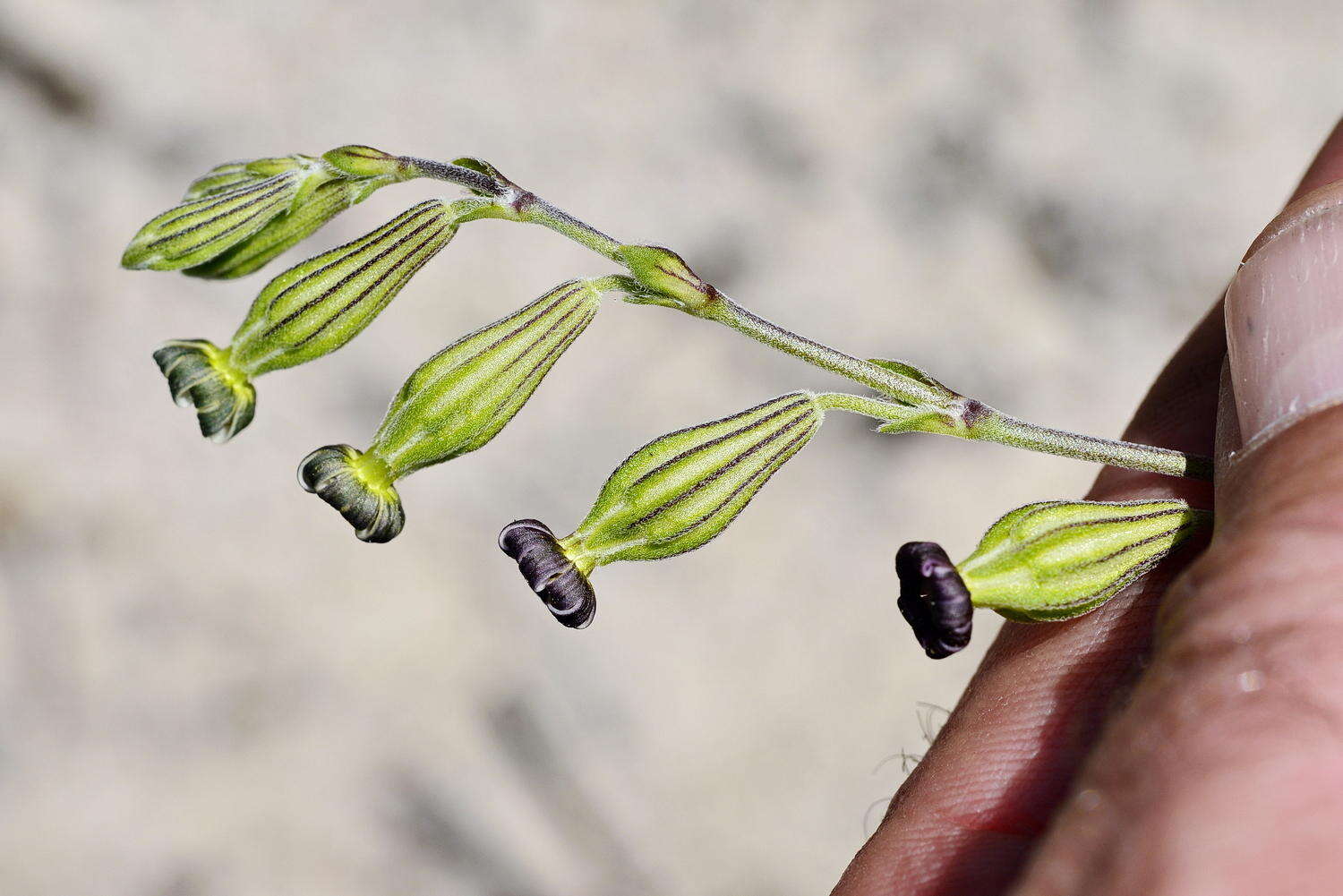 Слика од Silene aethiopica subsp. aethiopica