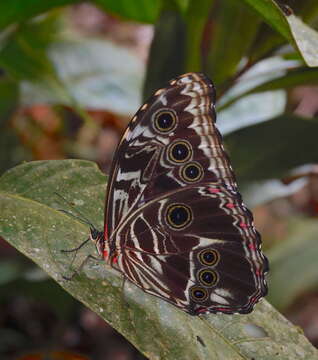 Image of Morpho deidamia Hübner 1816