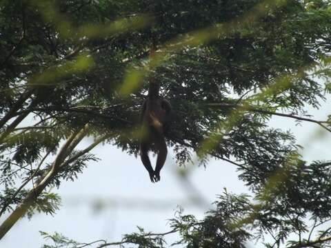 Image of Woolly monkey