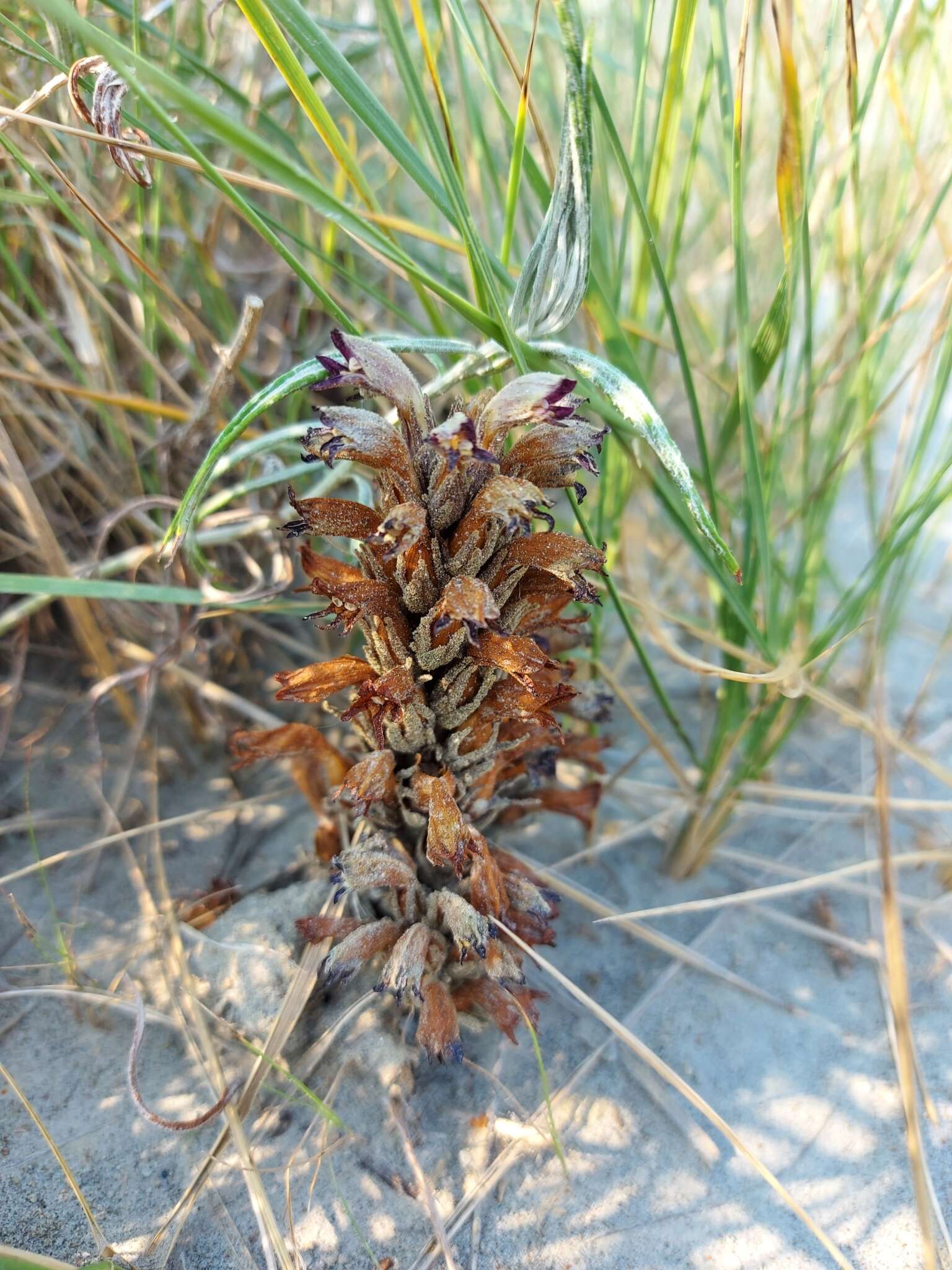 Image of flat-top broomrape