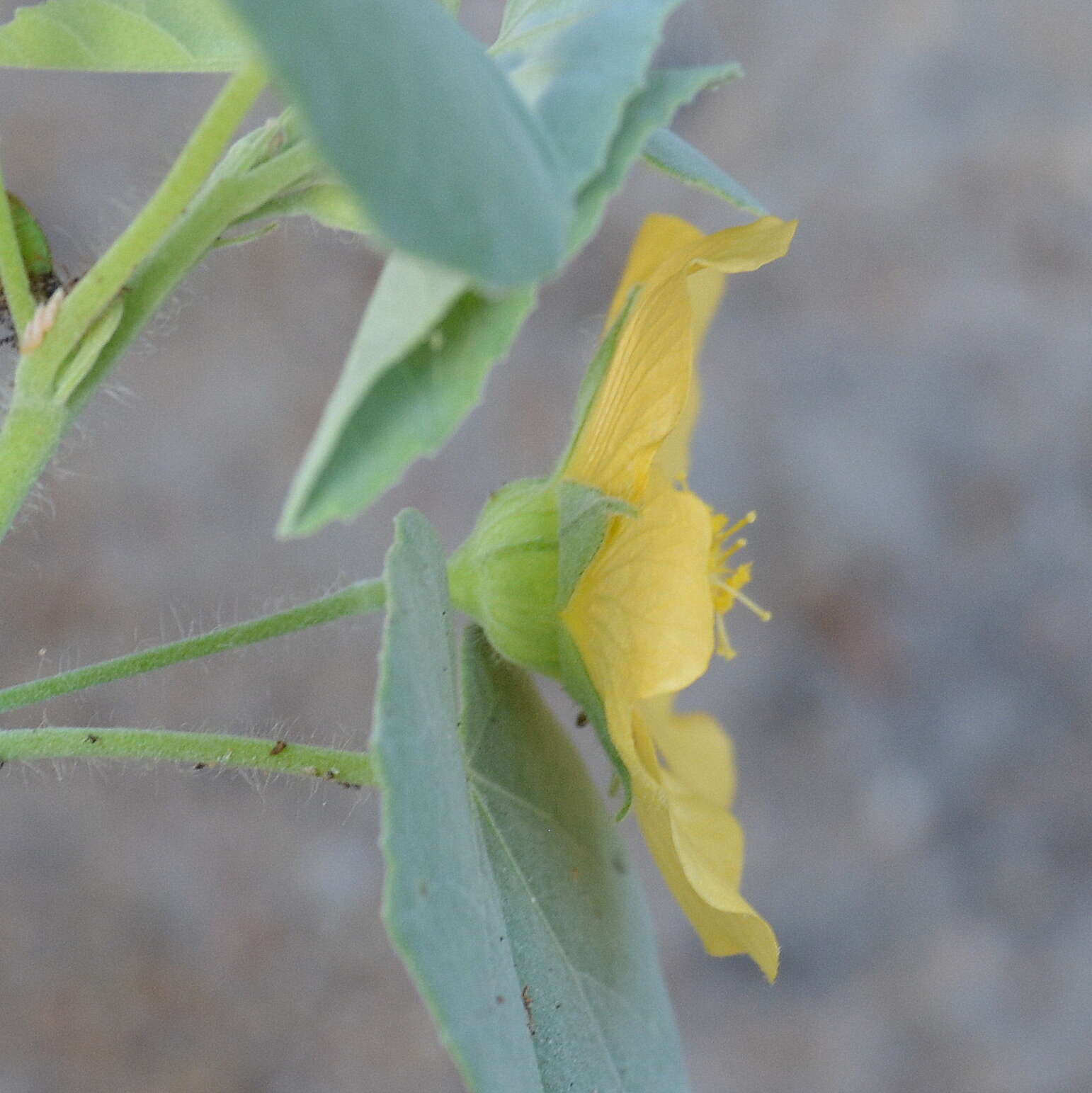 Image of Abutilon austroafricanum Hochr.