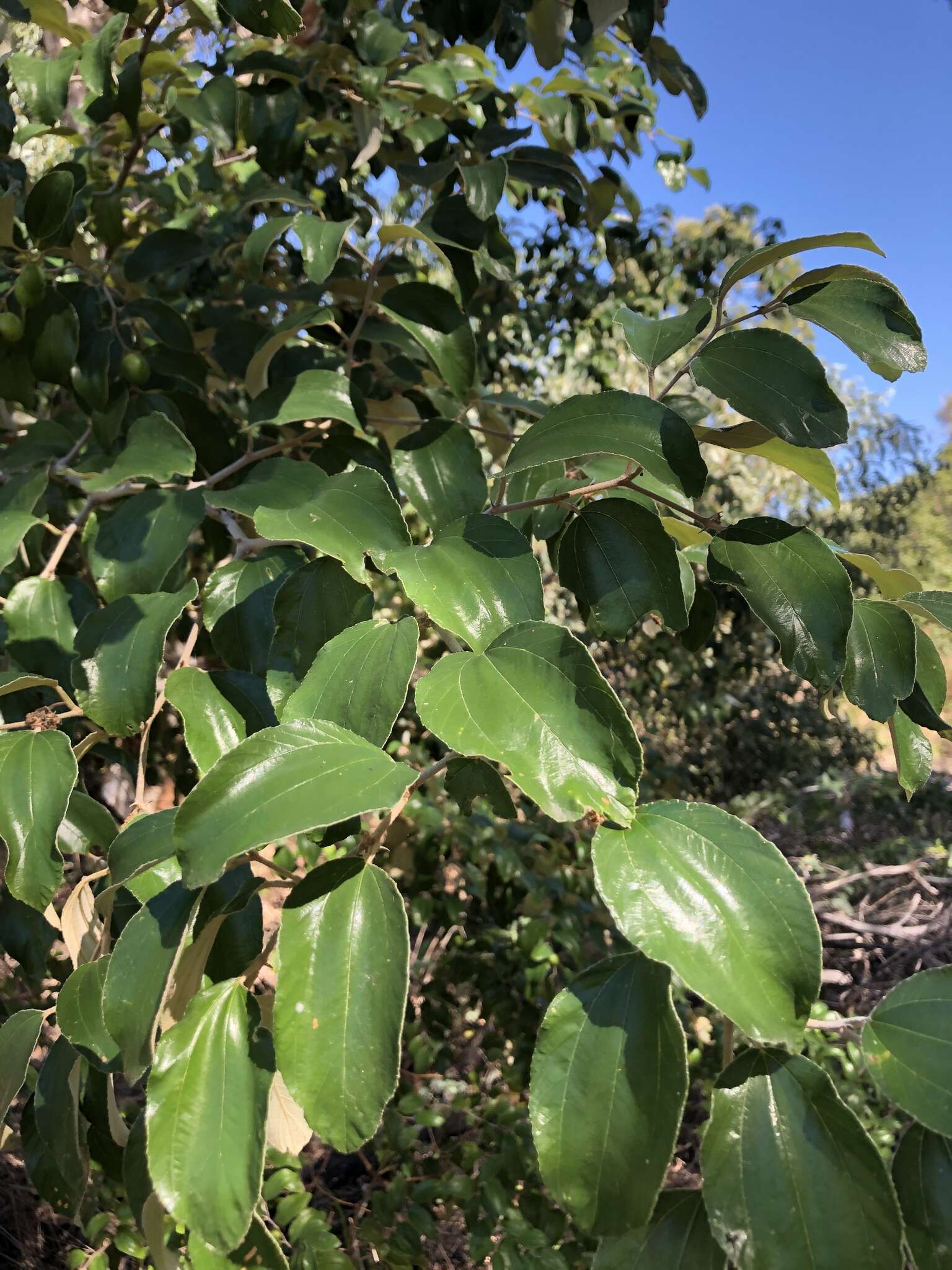 Image of Indian Jujube