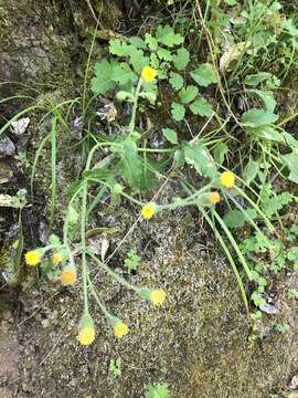 Image of rayless arnica