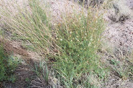 Image of white prairie clover