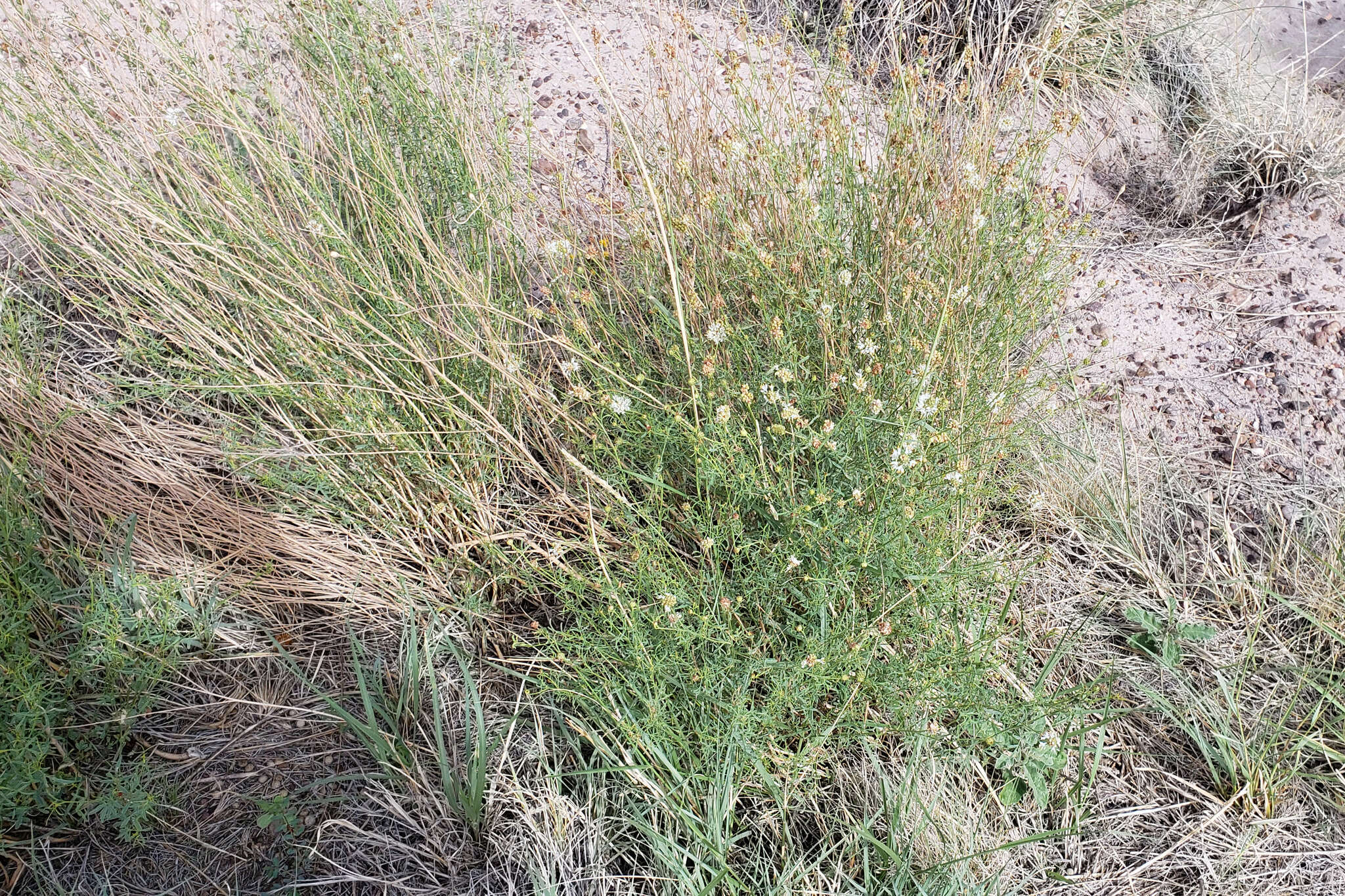 Image of white prairie clover