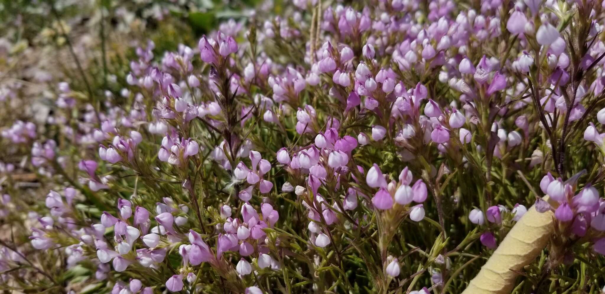 Image of Noel's owl's-clover