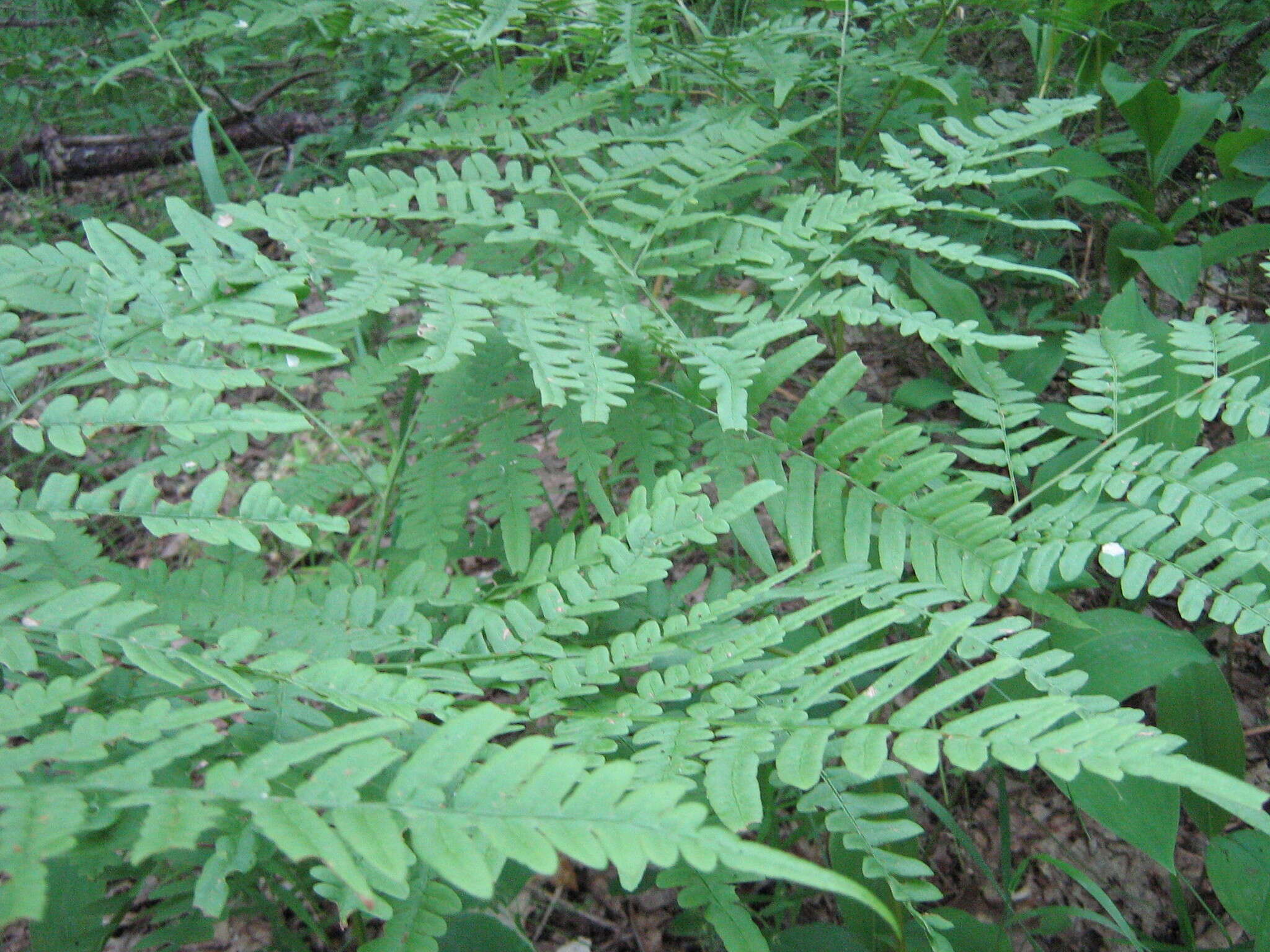 Image of Pteridium latiusculum subsp. pinetorum (C. N. Page & R. R. Mill) Fraser-Jenkins