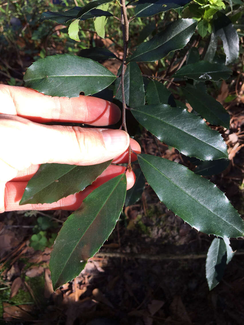 Prunus caroliniana (Mill.) Ait. resmi