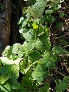 Image of Salvia longispicata M. Martens & Galeotti