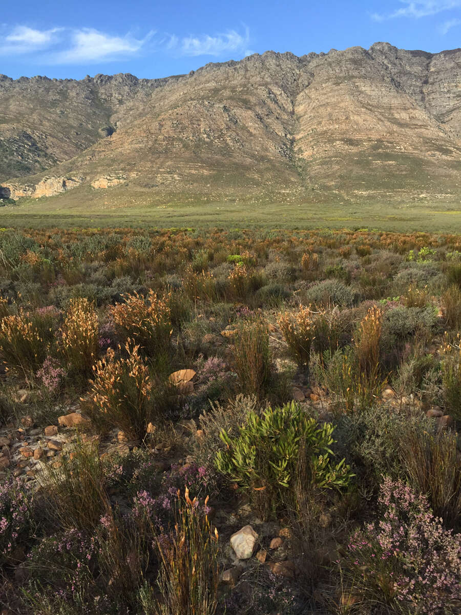 Imagem de Protea burchellii Stapf