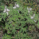 Sivun Lupinus albus subsp. albus kuva