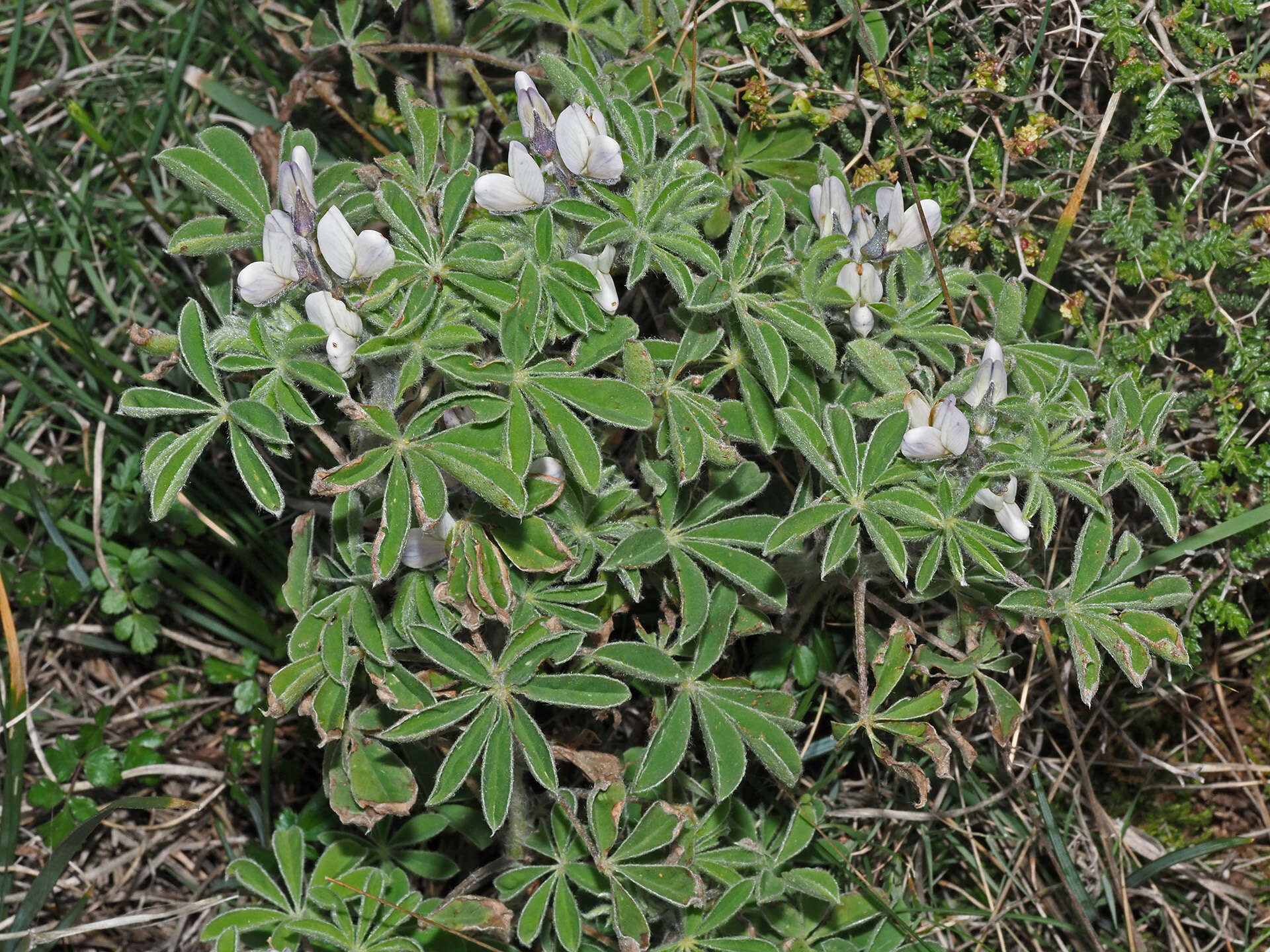 Image of Lupinus albus subsp. albus