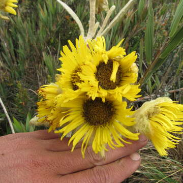 Image of Espeletia barclayana Cuatrec.