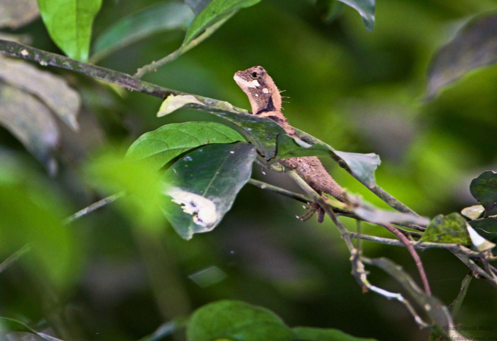 Image of Elliot's Forest Lizard