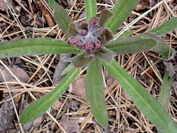 Plancia ëd Andersonglossum occidentale (A. Gray) J. I. Cohen