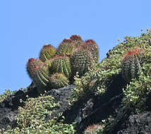 Melocactus broadwayi (Britton & Rose) A. Berger resmi