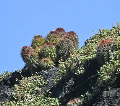 Imagem de Melocactus broadwayi (Britton & Rose) A. Berger