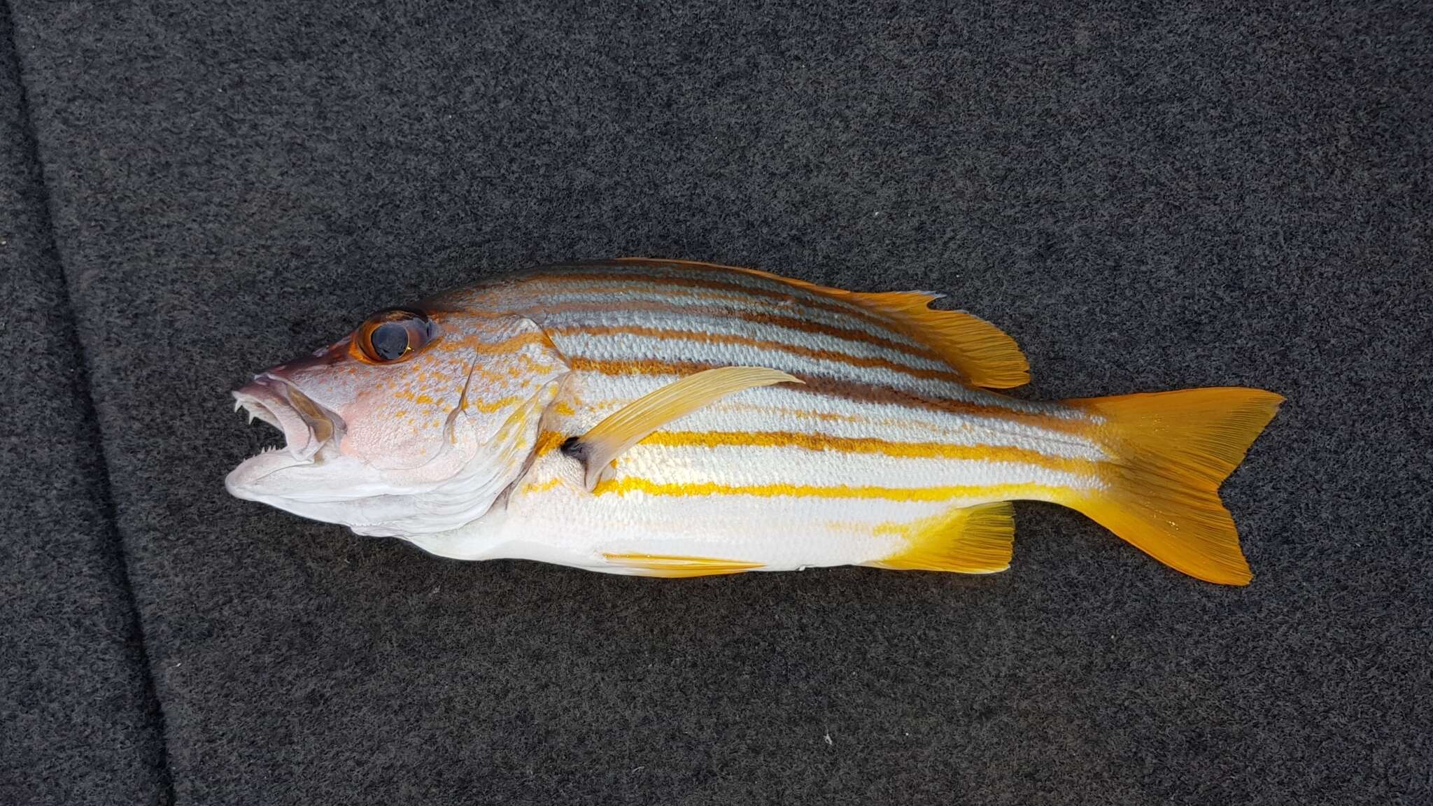 Image of Spanish flag snapper