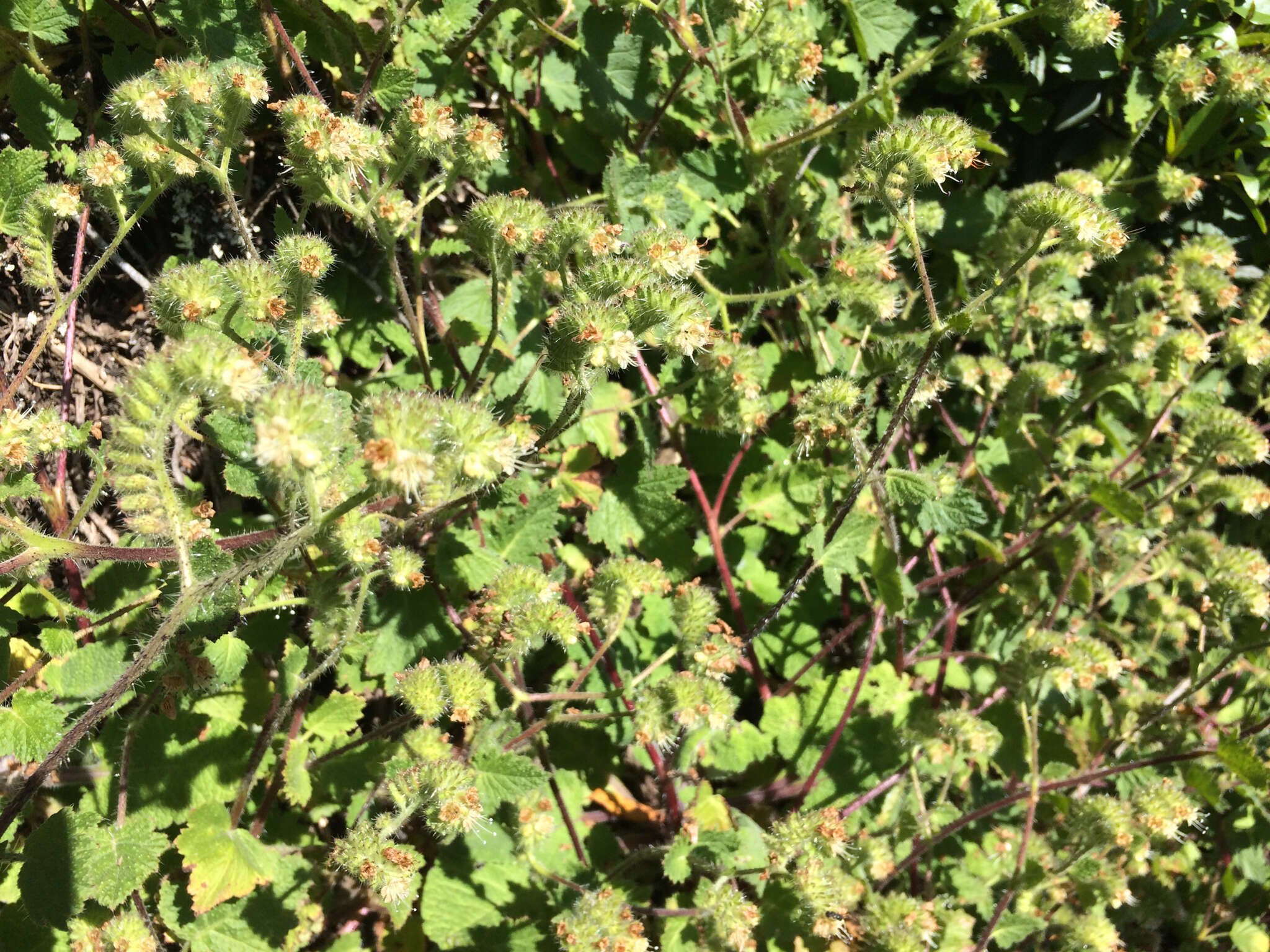 Image of stinging phacelia