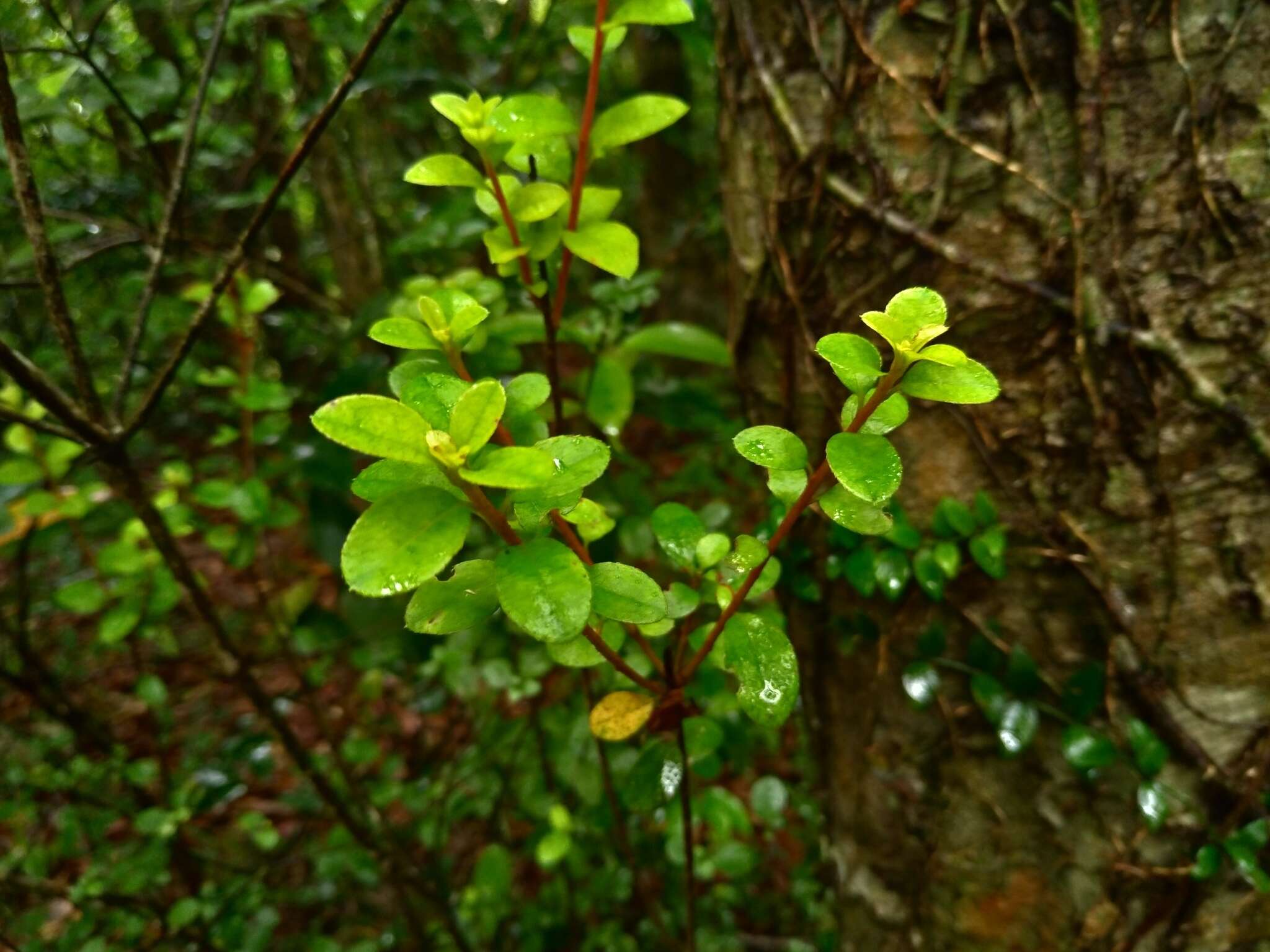 Imagem de Rhododendron simsii Planch.