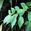 Besleria pauciflora Rusby resmi