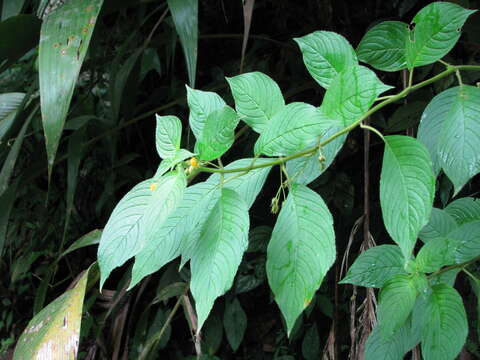 صورة Besleria pauciflora Rusby