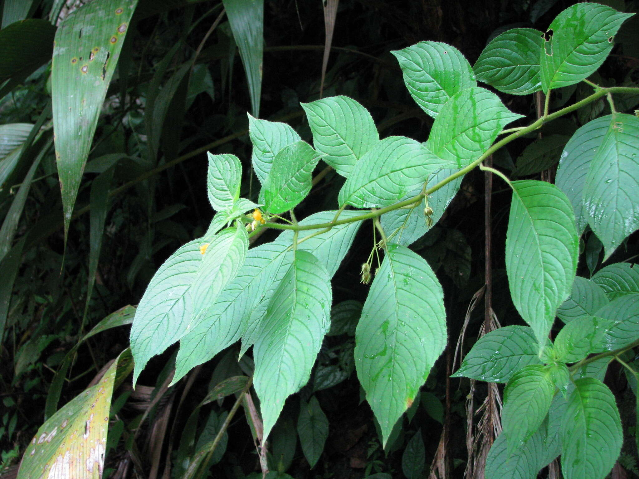 Image of Besleria pauciflora Rusby