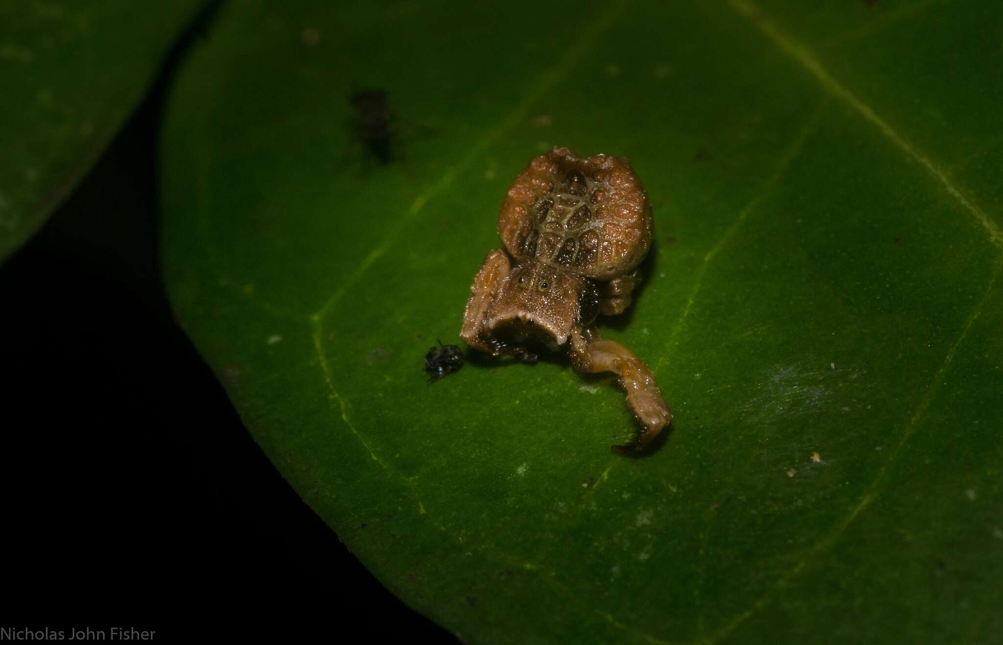 Image of Arkys tuberculatus (Balogh 1978)