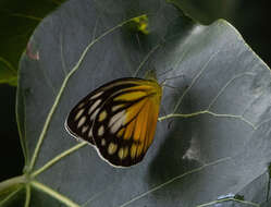 Image of Cepora timnatha (Hewitson 1862)