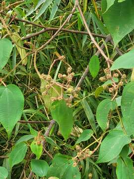 Imagem de Miconia umbellata (Mill.) Judd & Ionta