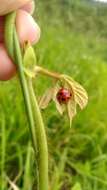 Image of Ladybird beetle