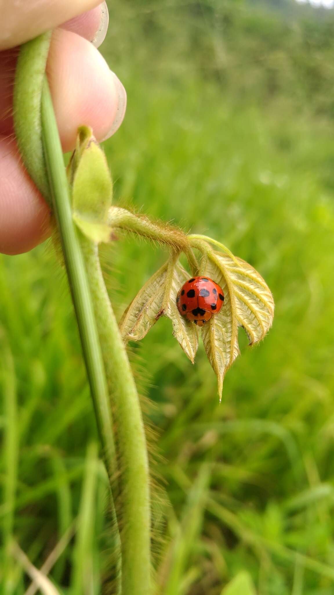 Image of Ladybird beetle